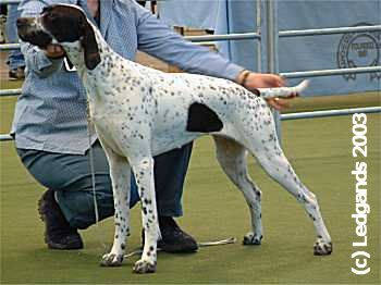 3rd Puppy Bitch